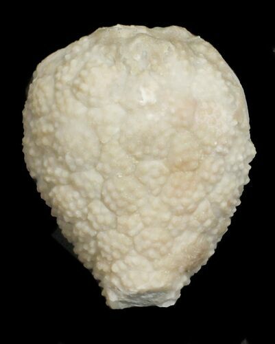 Cystoid (Holocystites) Fossil - Indiana #62003
